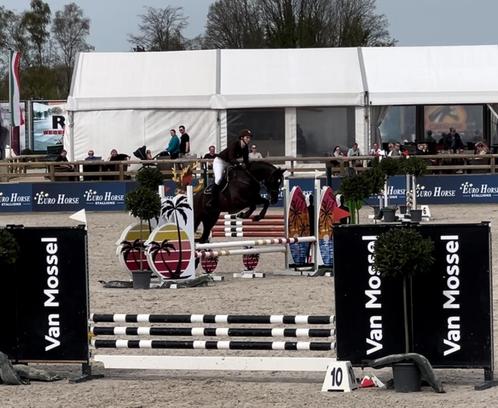 Spring/recreatie paard, Dieren en Toebehoren, Paarden, Merrie