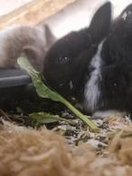 Konijn, Dieren en Toebehoren, Konijnen, Geslacht onbekend, Klein, 0 tot 2 jaar