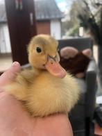 Running Ducks Chicks, Animaux & Accessoires