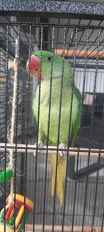 Alexanderparkiet, Dieren en Toebehoren, Mannelijk, Parkiet, Geringd