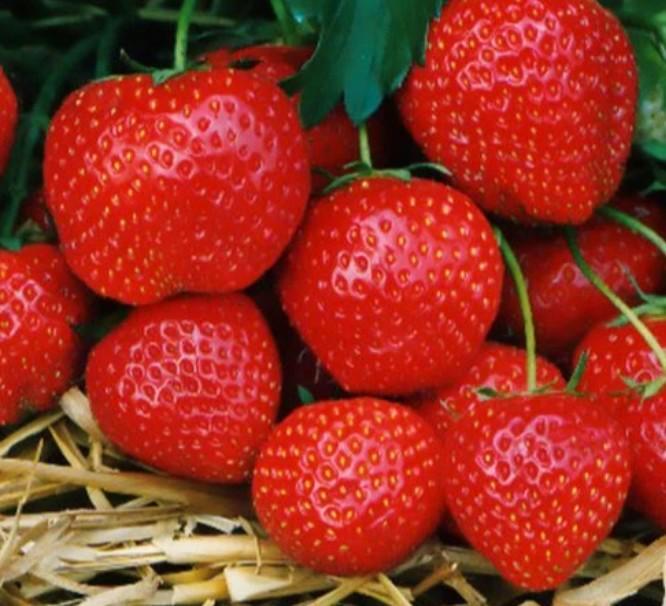 AARDBEI Fragaria x ananassa 'Elsanta ', Tuin en Terras, Planten | Tuinplanten, Vaste plant, Fruitplanten, Volle zon, Lente, Ophalen