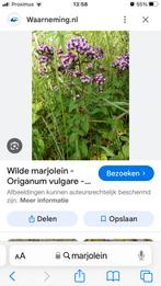 Marjolein kruid stevige plant met ook mooie bloempjes, Ophalen of Verzenden