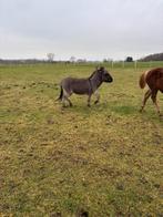 Mini-ezel hengst te koop, Dieren en Toebehoren