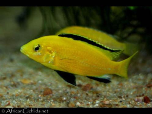 Labidochromis caruleus pour enfants du Malawi, Animaux & Accessoires, Poissons | Poissons d'aquarium, Poisson d'eau douce, Poisson
