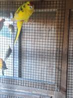 Kakariki's, Dieren en Toebehoren, Vogels | Parkieten en Papegaaien, Meerdere dieren, Parkiet, Geringd