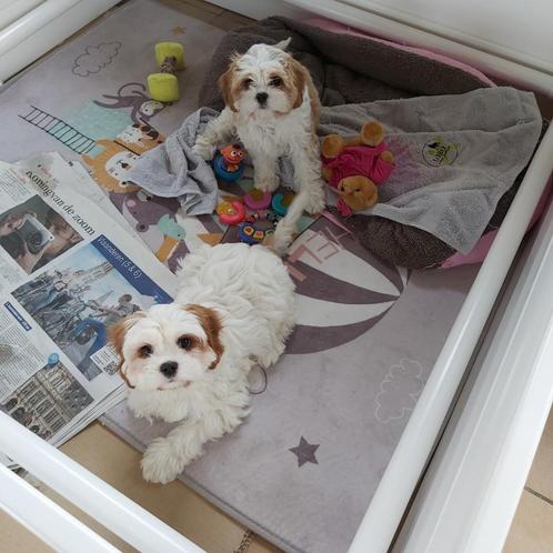 Prachtige cavalier mix pups in huiselijke kring opgevoed, Dieren en Toebehoren, Honden | Retrievers, Spaniëls en Waterhonden, Teef