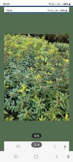 Grote promotie November portugese laurierhaag, Tuin en Terras, Ophalen of Verzenden