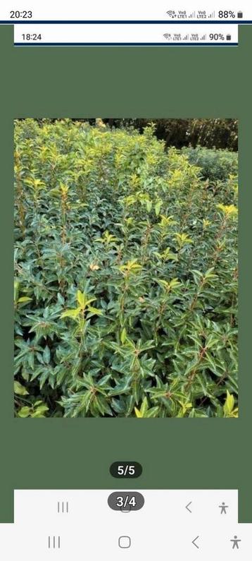 Grote promotie November portugese laurierhaag  beschikbaar voor biedingen