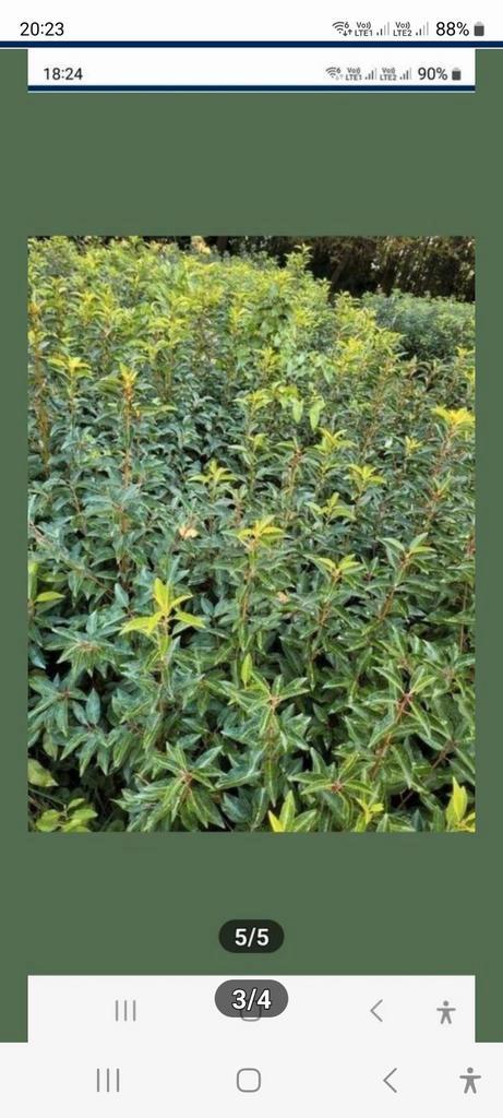 Grote promotie November portugese laurierhaag, Tuin en Terras, Planten | Struiken en Hagen, Ophalen of Verzenden