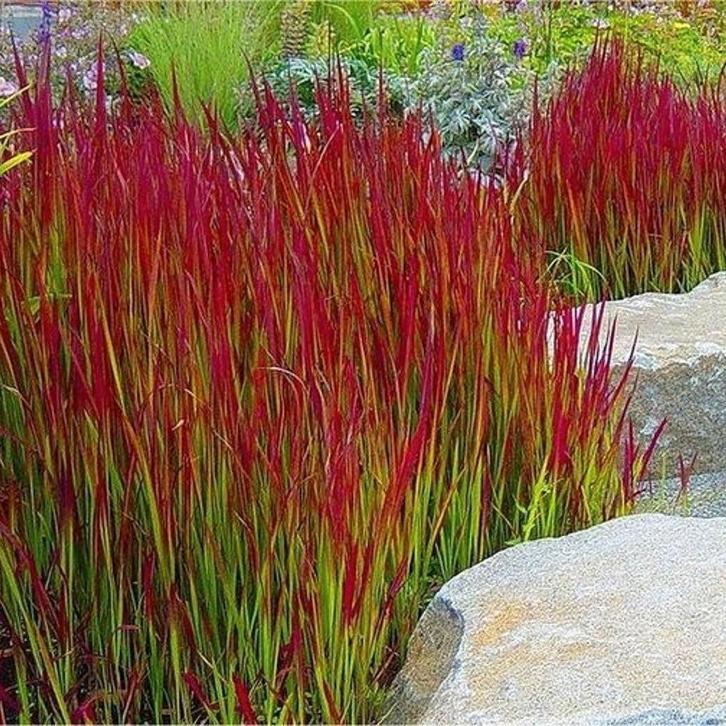 Imperata Red Baron / Bloedgras, Tuin en Terras, Planten | Tuinplanten, Ophalen