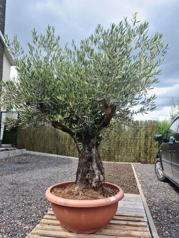 Olijfboom Olea Europaea bonsai in schaal 