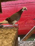 Duiven om te ruilen, Dieren en Toebehoren, Vogels | Duiven, Meerdere dieren, Overige soorten