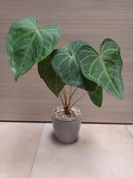 Anthurium clarinervium x pedatoradiatum, Huis en Inrichting, Kamerplanten, Ophalen of Verzenden