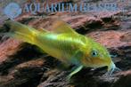 Corydoras green laser of stripe(GEZOCHT)