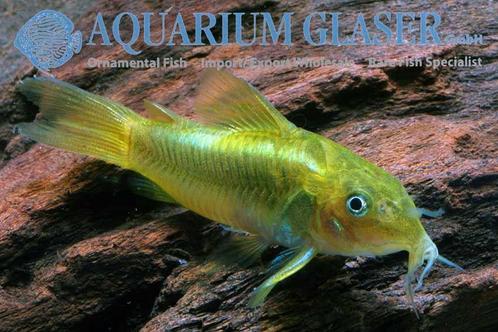Corydoras green laser of stripe(GEZOCHT), Dieren en Toebehoren, Vissen | Aquariumvissen