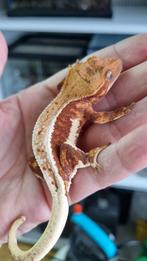 Crested gecko wimpergekko Red LW vrouw