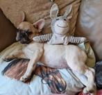 Franse bulldog zoekt een leuke thuis, Dieren en Toebehoren, Honden | Bulldogs, Pinschers en Molossers, België, Particulier, 15 weken tot 1 jaar