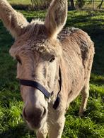 Ezels te huur voor stal kerst, Dieren en Toebehoren, Paarden, Niet van toepassing, 160 tot 165 cm, 11 jaar of ouder, Merrie