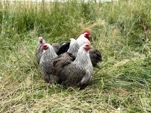 Cochin kriel kippen Zilverpatrijs, gesekst en ingeënt, Dieren en Toebehoren, Pluimvee, Kip, Vrouwelijk