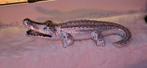 Déco crocodile argenté