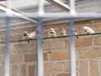 Zebravinken, Meerdere dieren, Tropenvogel