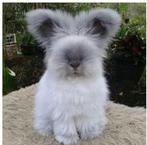 GEZOCHT: Engelse Angora full face voedster, Dieren en Toebehoren, Konijnen