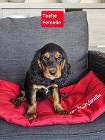mooie engelse cocker pups, Dieren en Toebehoren, België, CDV (hondenziekte), 8 tot 15 weken, Meerdere
