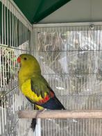 ZEER MOOIE KWEEKRIJPE BERG PARKIET MAN NU 80 EURO, Dieren en Toebehoren, Mannelijk, Parkiet, Tam