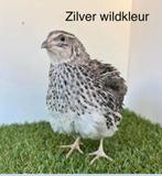 Japanse en jumbo Volwassen hennen te koop, Dieren en Toebehoren, Meerdere dieren, Overige soorten