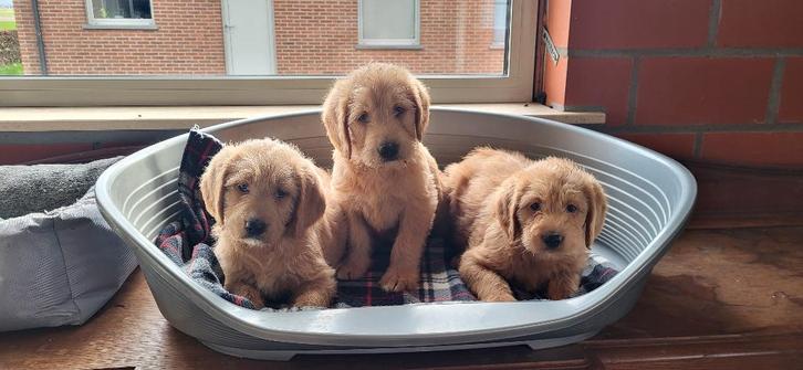 Labradoodle, Dieren en Toebehoren, Honden | Retrievers, Spaniëls en Waterhonden, Meerdere dieren, Labrador retriever, Fokker | Professioneel