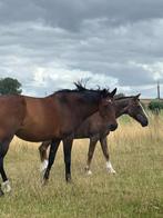 Goede thuis gezocht, Dieren en Toebehoren, Meerdere dieren, Met stamboom, 11 jaar of ouder
