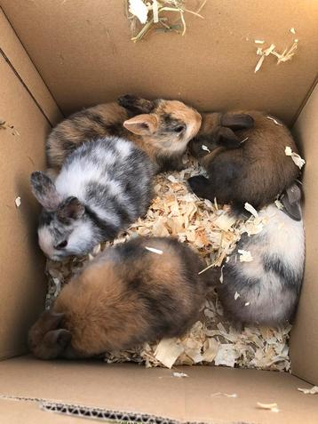 Dwergkonijntjes te koop beschikbaar voor biedingen