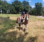 Super knappe allround D pony, Dieren en Toebehoren, Ruin, Zadelmak, 3 tot 6 jaar, Gechipt