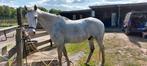 Lieve ruin zoekt 5 sterren huis, Dieren en Toebehoren, Paarden, Gechipt, Minder dan 160 cm, Ruin, Zadelmak