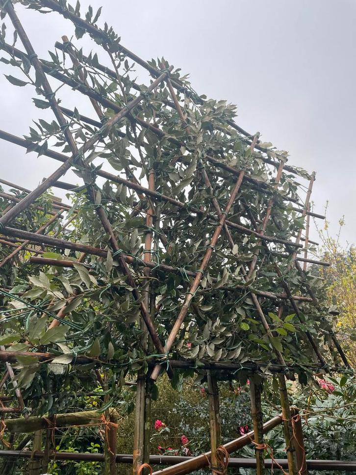 Leisteeneik Quercus ilex geleid - 180cm stamhoogte, Tuin en Terras, Planten | Bomen, Leiboom, 250 tot 400 cm, Ophalen of Verzenden