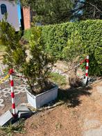 Gratis boompjes op te halen, Tuin en Terras, Planten | Struiken en Hagen, Ophalen