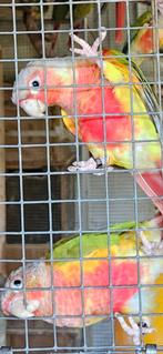 pyrrhura's enkel op aanvraag., Dieren en Toebehoren, Tam
