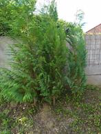 Coniferen te koop, Tuin en Terras, Planten | Struiken en Hagen, Ophalen, Conifeer, Struik, 100 tot 250 cm