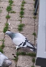Takla duiven man, Dieren en Toebehoren, Mannelijk, Tuimelaar of Roller