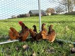 Sebright kippen gesekst, geringd en ingeënt Goudzwartgezoomd, Femelle, Poule ou poulet