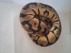 Pastel het clown, Dieren en Toebehoren, Reptielen en Amfibieën, Slang, 0 tot 2 jaar
