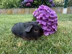 Twee zeugjes te koop, Dieren en Toebehoren, Knaagdieren, Juni, Vrouwelijk, Cavia