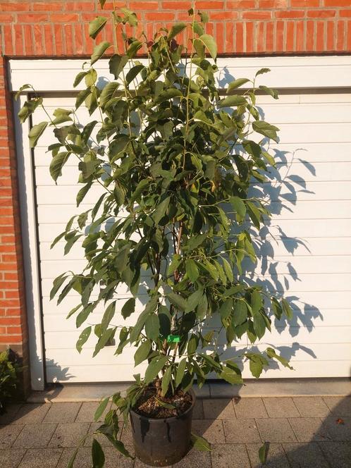 Magnolia soulangeana, Jardin & Terrasse, Plantes | Arbres, En pot, Enlèvement ou Envoi