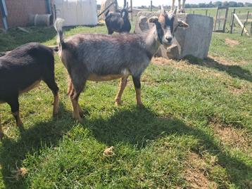 Blauwschimmel tan mieke van vorig jaar dwergeit  beschikbaar voor biedingen