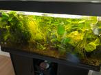 Anubias waterplant, Ophalen