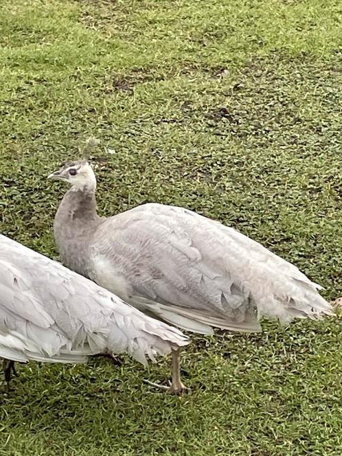 Pauwhanen opaal split silverpied/white eye, Dieren en Toebehoren, Pluimvee, Overige soorten, Mannelijk