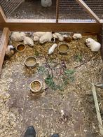 Cavia’s Alpaca en scheltie (beertjes), Dieren en Toebehoren, Knaagdieren, Cavia