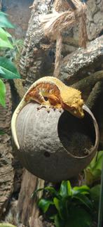 Repto terra sky 45x45x60 + wimpergekko, Avec terrarium