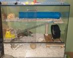 Glazen Knaagdieren kooi, Animaux & Accessoires, 75 à 110 cm, Cage, Comme neuf, Enlèvement