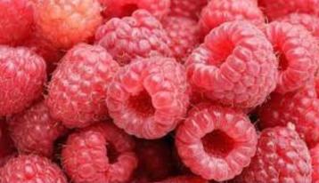 Bio Frambozenplanten, 2 x vrucht per jaar beschikbaar voor biedingen